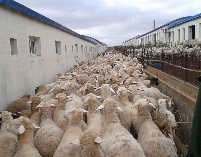 羊饲料 - 热门商品专区